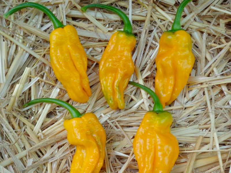 Pepperoncini (Orange)