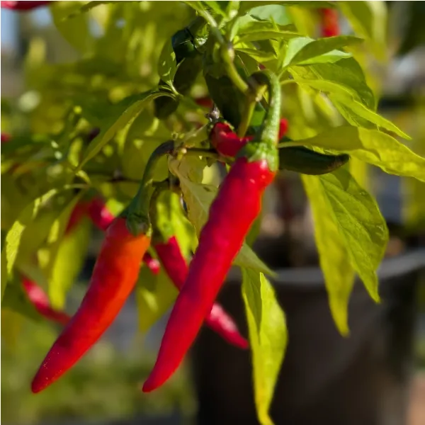 Plant de Cayenne