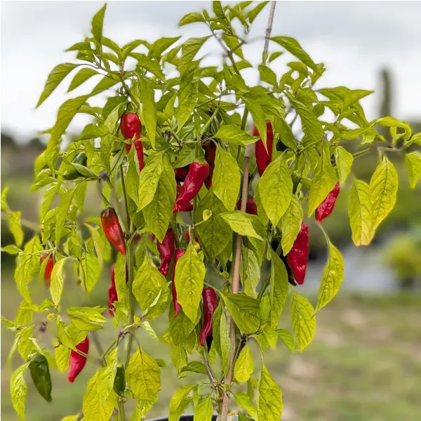 Plant de Gorria (Espelette)