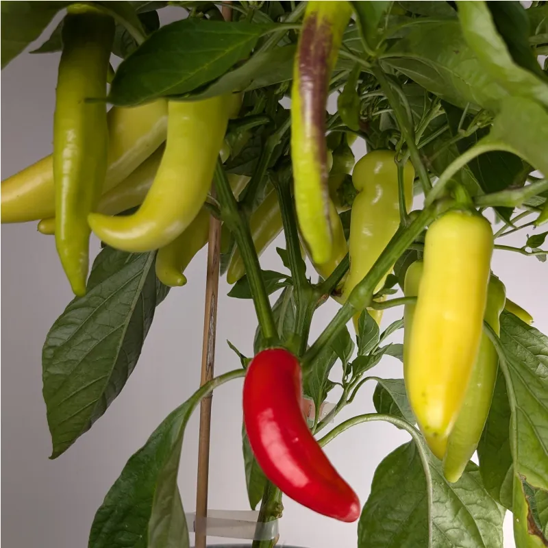 Plant de Hungarian Hot Wax