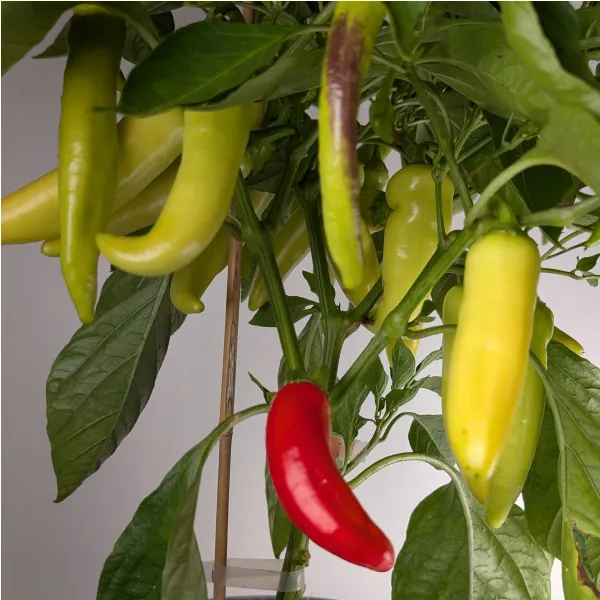 Plant de Hungarian Hot Wax