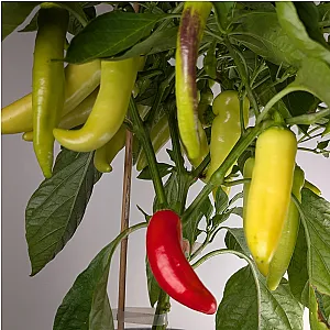 Plant de piment Hungarian Hot Wax