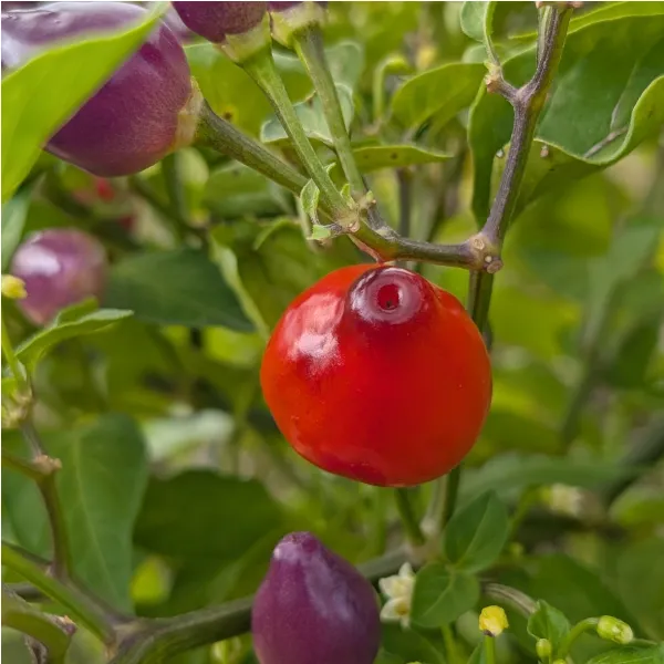 Plant de Moranguinho