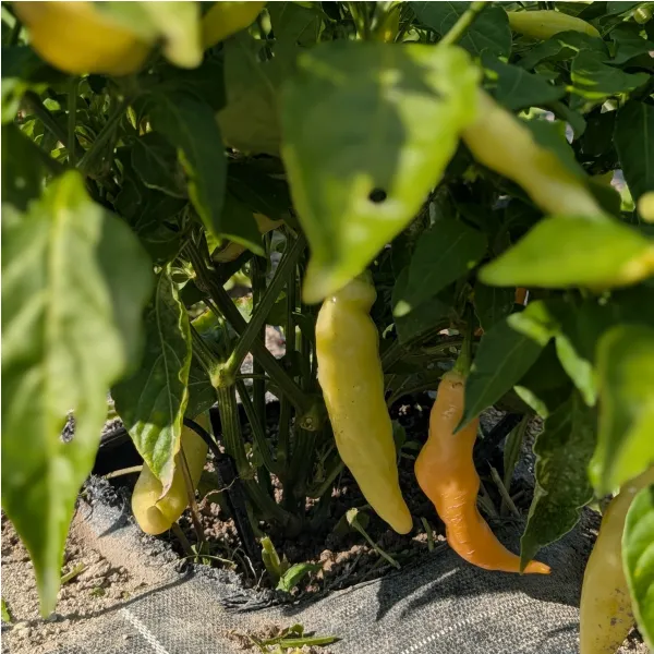 Plant de Sugar Rush Peach