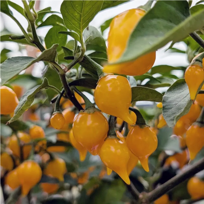 Plant de Biquinho Jaune