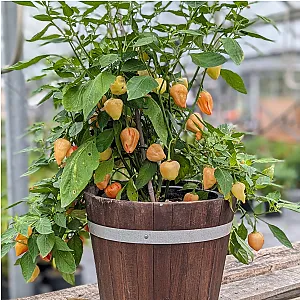 Plant de piment Peppapeach Stripey