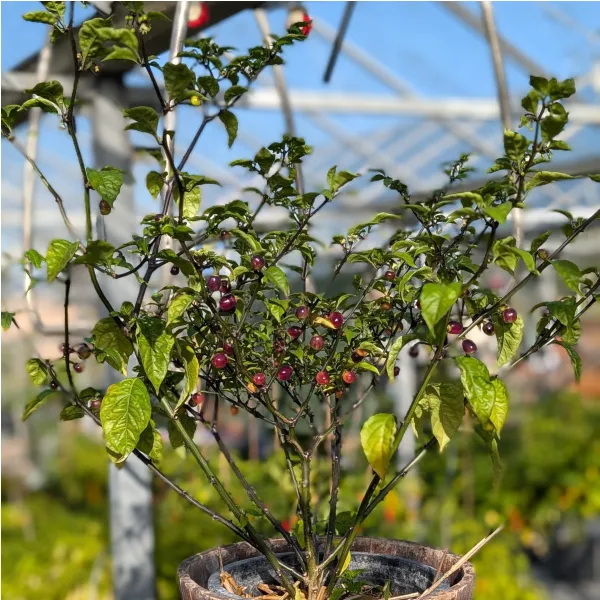 Plant de Olho de Mutum