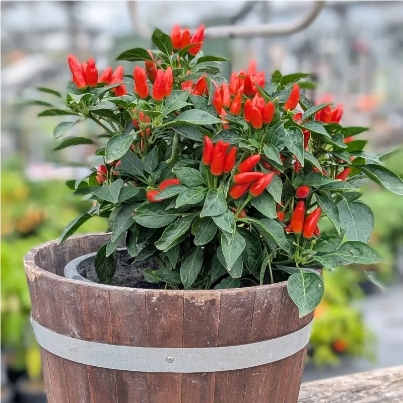 Plant de Stromboli