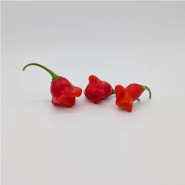 Plant de Bonnet d'Evêque (Bishop Crown)