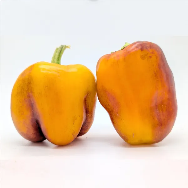 10 Graines de Purple Smudge Gold