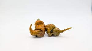 L'histoire du Gator Jigsaw