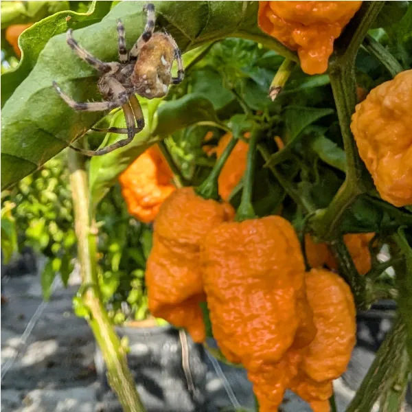 Plant de Brain Collapse Peach