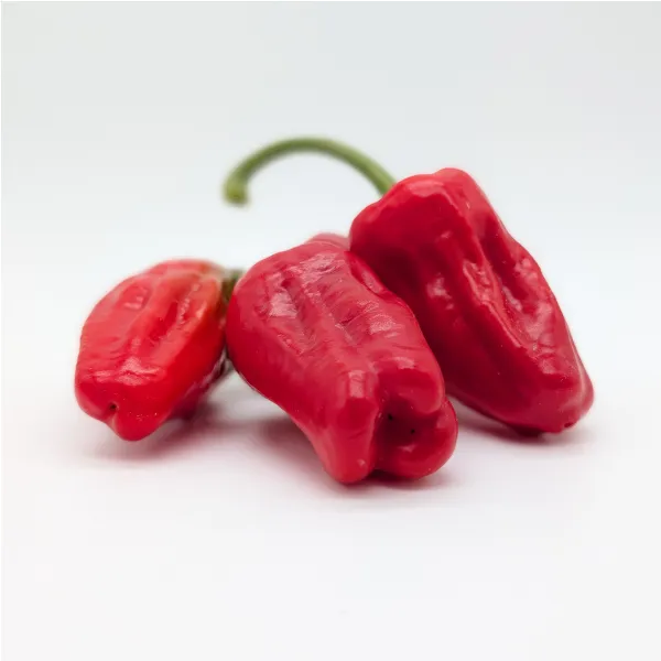 Plant de piment Padròn