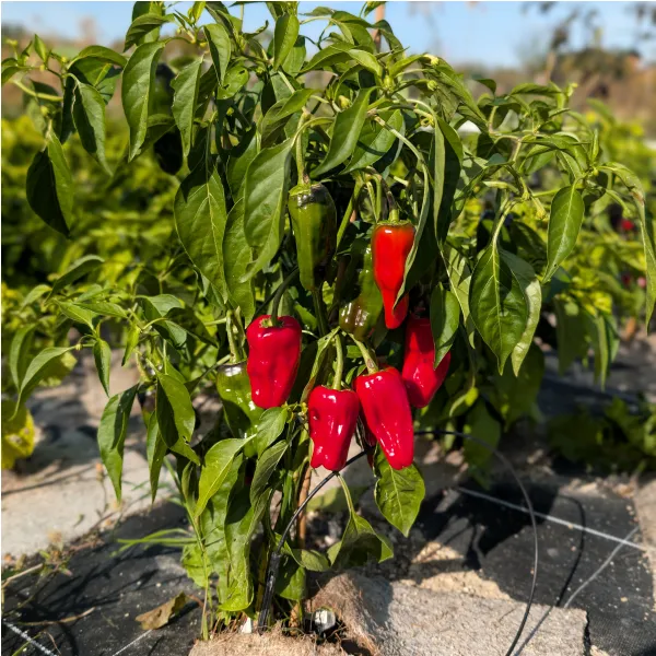 Plant de piment Padròn