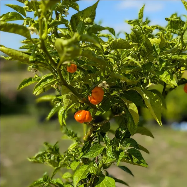 Plant de Scotch Bonnet