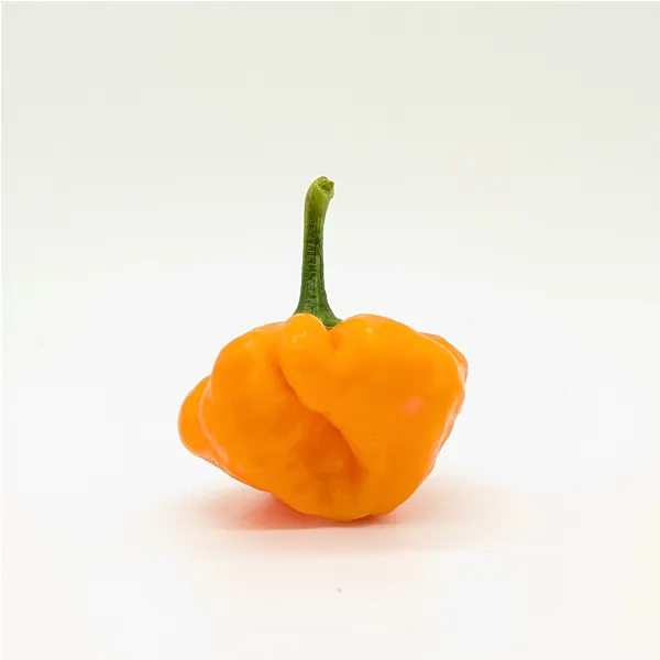 Plant de Scotch Bonnet