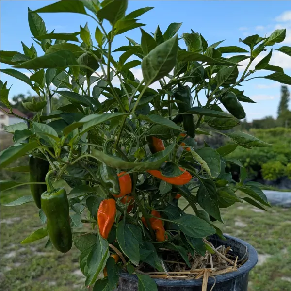 Plant de Sucette Hyeroise