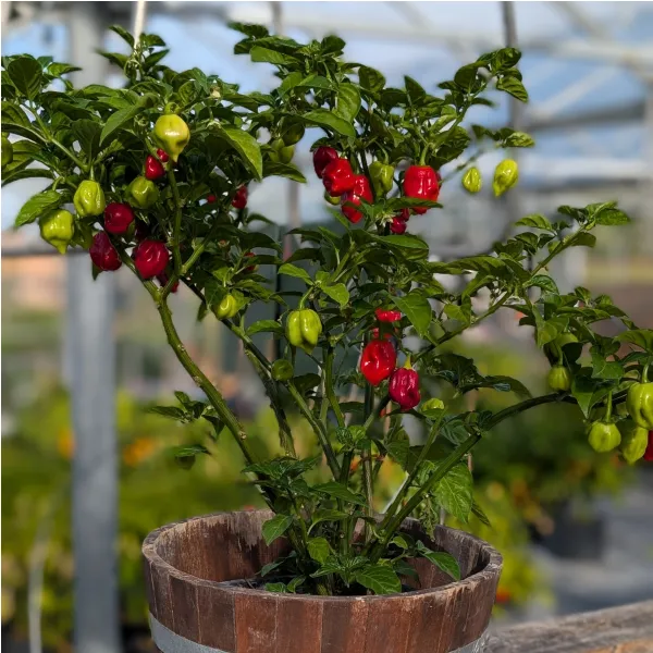 Plant d'Habanero Rouge