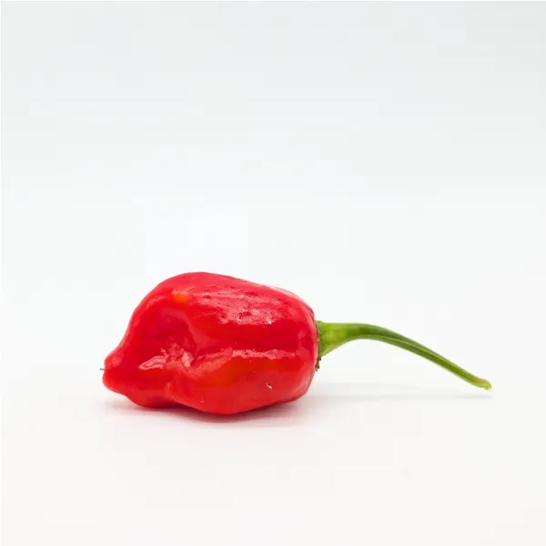 Plant d'Habanero Rouge
