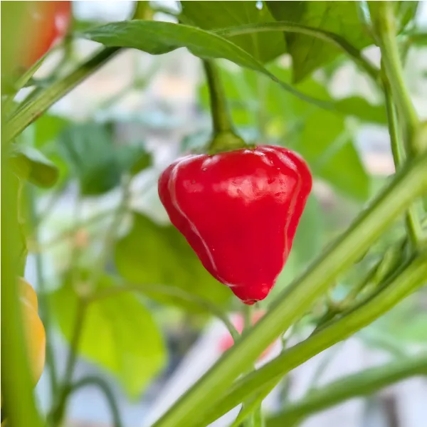 10 graines de Peppared