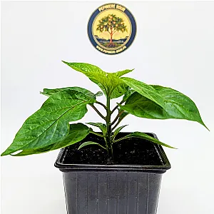 Plant de piment Carolina Reaper