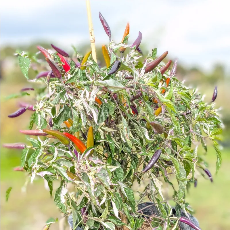 10 graines de Cayenne Tiger - <p><strong>Exclusivité Inferno Peppers</strong></p><p>Issue d'un croisement entre un piment de Cayenne rouge, et un Purple Tiger, et après 6 saisons de sélection, la variété est devenue "stable" (les nouvelles sont stables entre la 6ème et 8ème saisons).</p><p>Les fruits sont proche du Cayenne : même force (30-50k SHU), même gout. La chair est cependant un peu plus épaisse, et les fruits sont un peu plus court. Ils sont violet en début de croissance, puis deviennent rayés, et enfin finissent rouge écarlate à pleine maturité.</p><p>Le plant est très ornementale, avec des feuilles panachées, blanches, violettes et vertes pâles.</p><p>Extrêmement productif.</p>