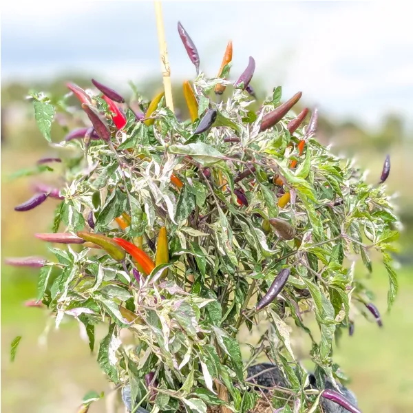 10 graines de Cayenne Tiger