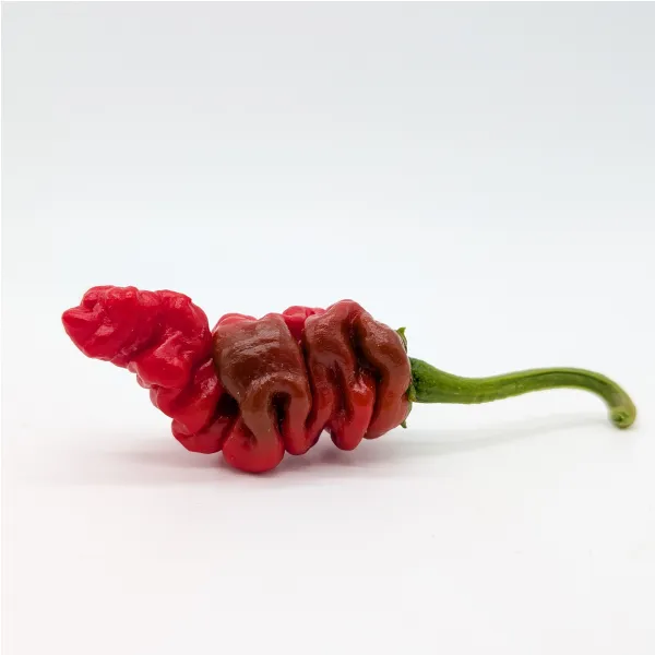 Plant de piment Zou-Pi