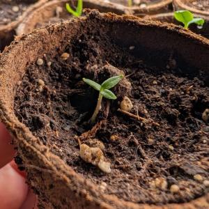 Piments et poivrons : pourquoi janvier est le mois "secret" pour une récolte explosive cet été