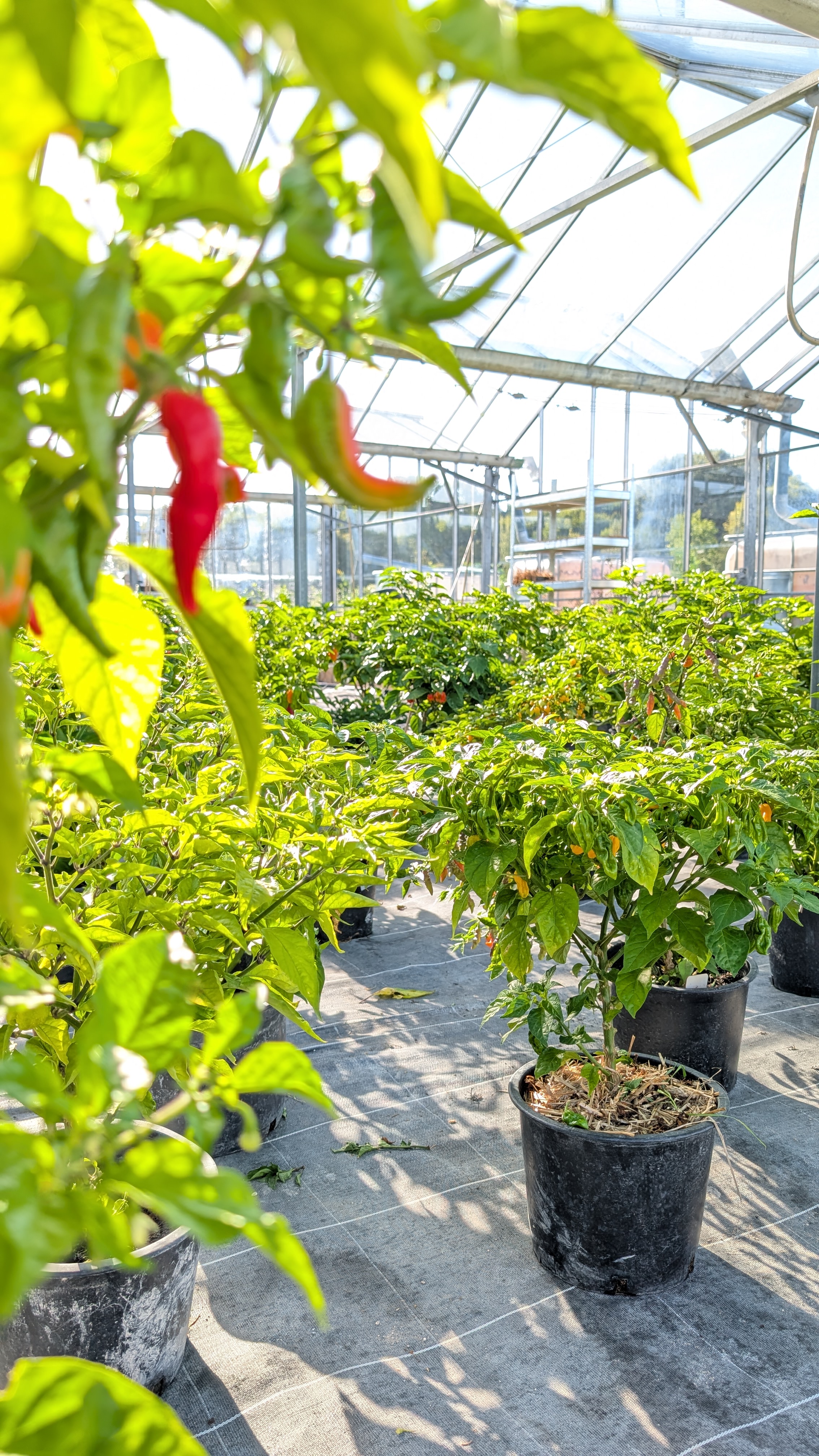 Piments : la tendance épicée qui embrase jardins et cuisines