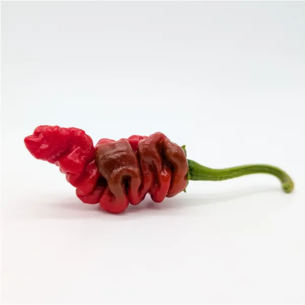 10 graines de piment Zou Pi