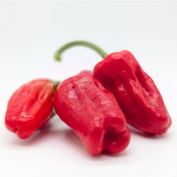 10 Graines de piment Padron