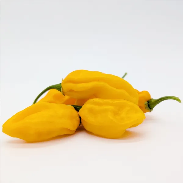Plant de Fatalii (hors saison)