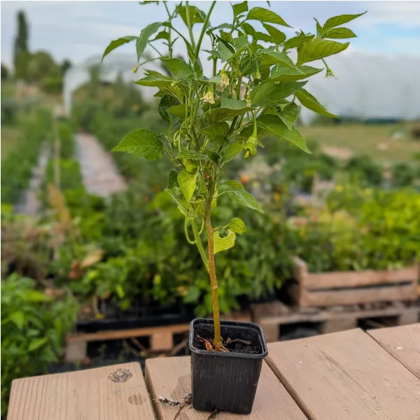 Plant de Erotica (hors saison)