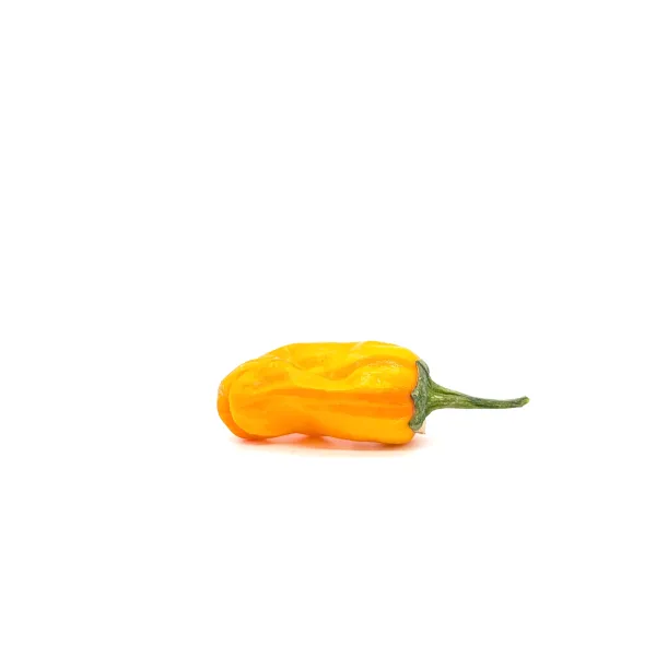 10 Graines de piment Fish Pepper