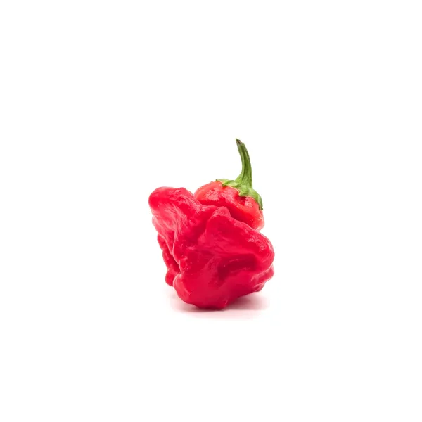 10 Graines de piment Scotch Bonnet Rouge