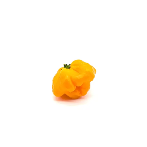10 Graines de piment Jamaican Scotch Bonnet