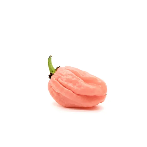 10 Graines de piment Habanero Rose