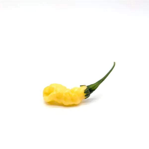 10 Graines de piment Aribibi Gusano