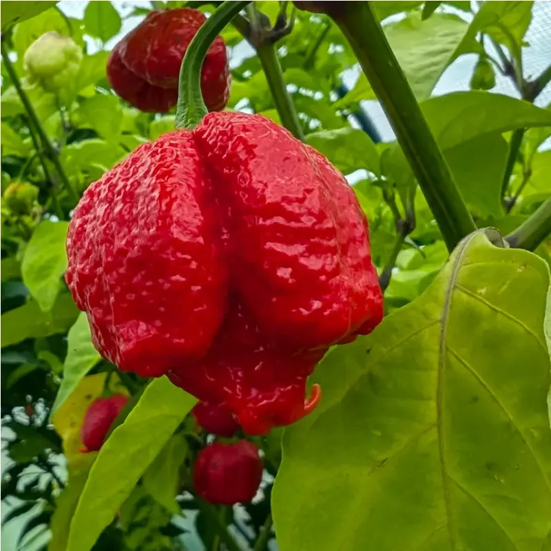 Plant de Trinidad Moruga Scorpion