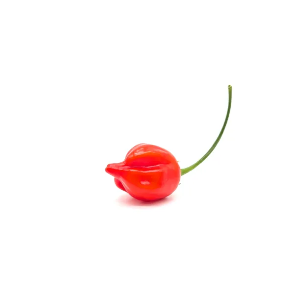 10 Graines de piment Tepin x Lemon Drop