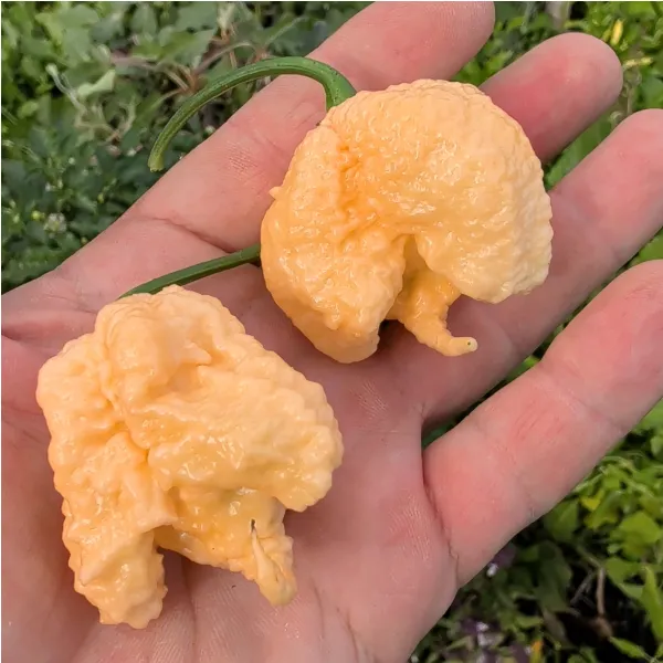 Graines de F2 Carolina Reaper x Brain collapse peach