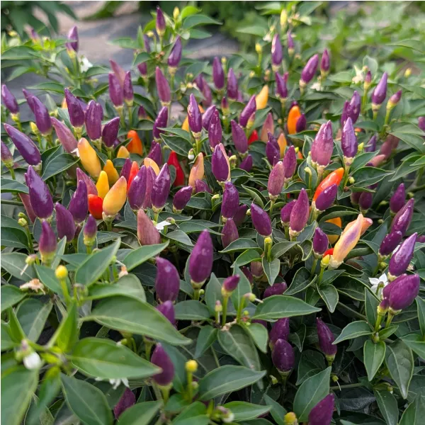 Plant de Numex Twilight