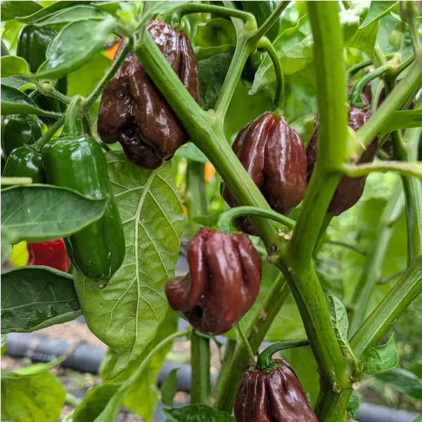 Plant d'Habanero Chocolat