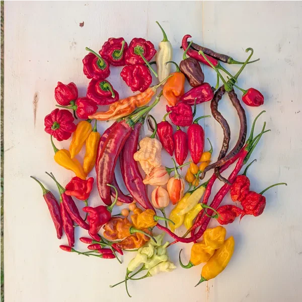 Pack de fin de saison - 28 variétés de piments frais