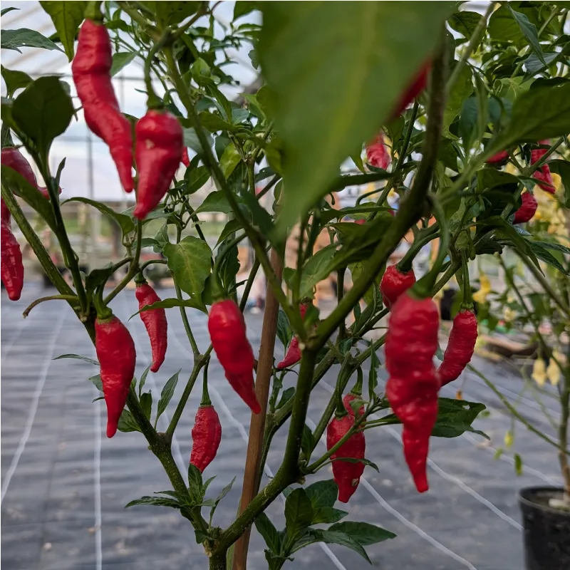 Plant de Bhut Jolokia