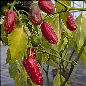 Plant de piment Jalapeño