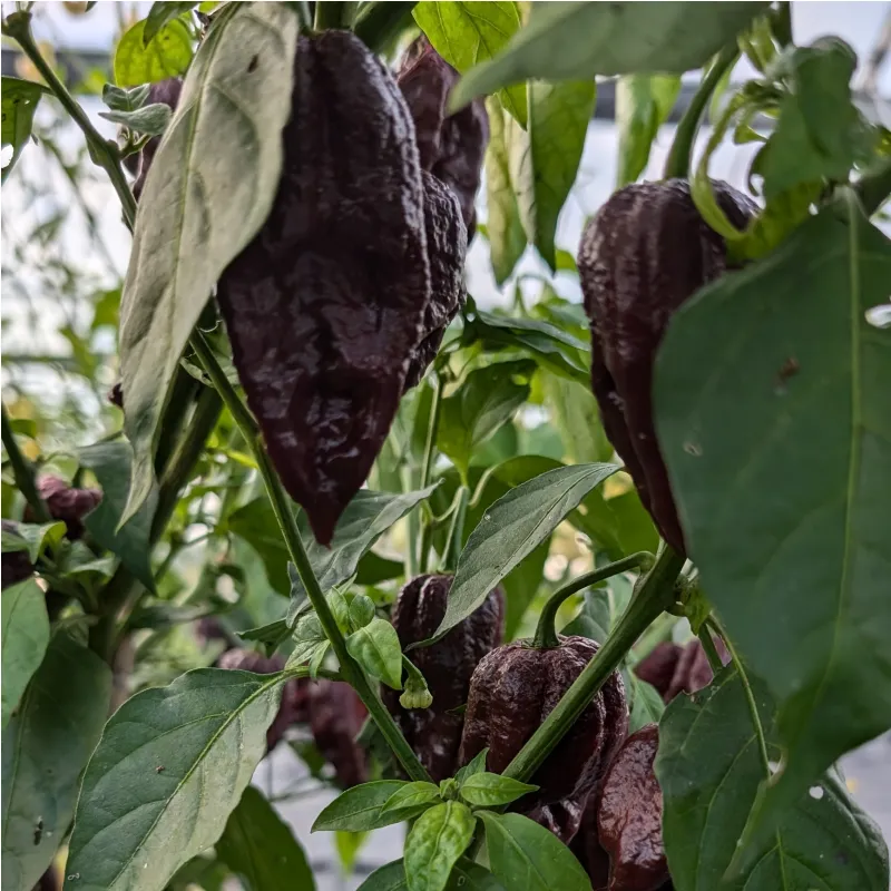 Plant de Chocolate Bhutlah