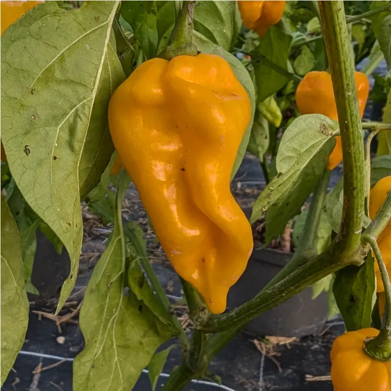 Plant de Naga Morich Yellow