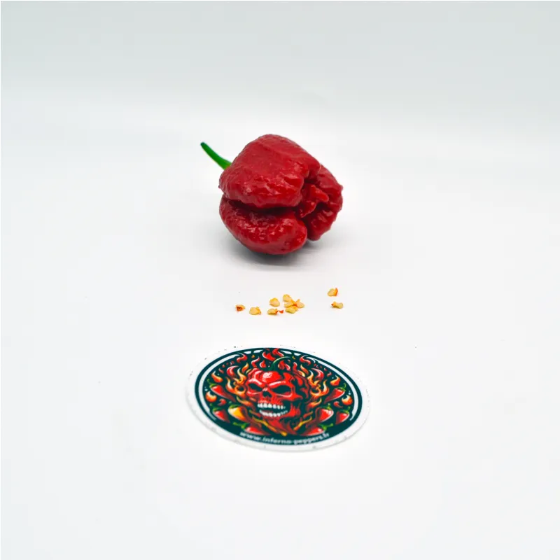 10 Graines de Trinidad Moruga Scorpion